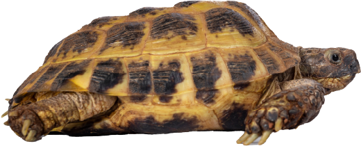 Tortoise or Turtle